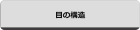 目の構造